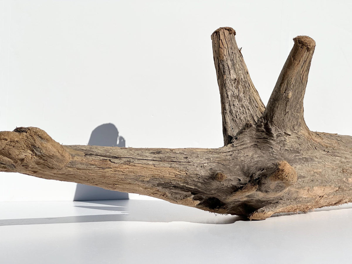 Baltic Coastal Driftwood Sculpture — 118 cm Garden & Terrarium Accent