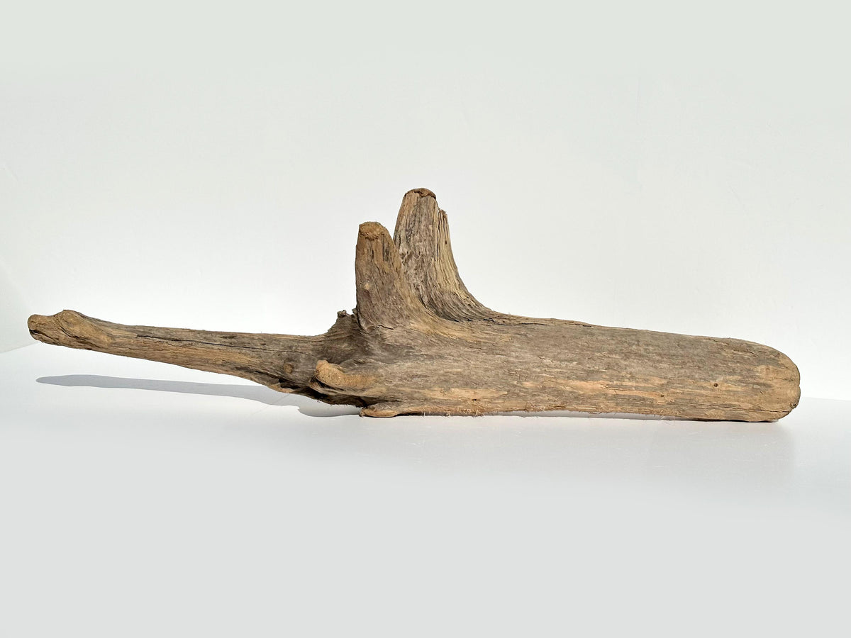 Baltic Coastal Driftwood Sculpture — 118 cm Garden & Terrarium Accent