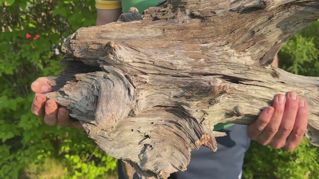 Baltic Driftwood Branch Sculpture — 84 cm Aquarium Ghostwood