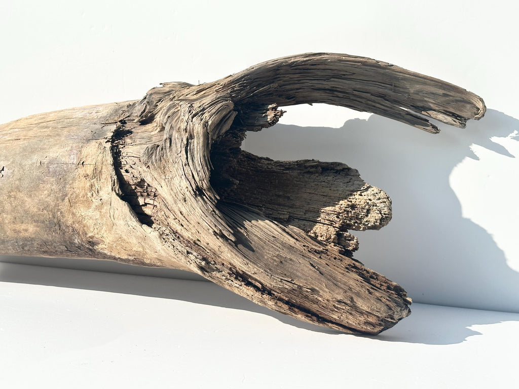 Baltic Driftwood Stump — 130 cm Outdoor Garden Log & Reptile Hide