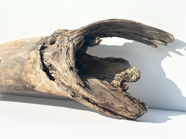 Baltic Driftwood Stump — 130 cm Outdoor Garden Log & Reptile Hide