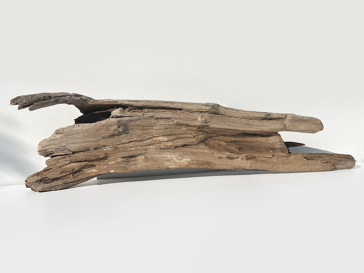 Baltic Driftwood Stump — 130 cm Outdoor Garden Log & Reptile Hide