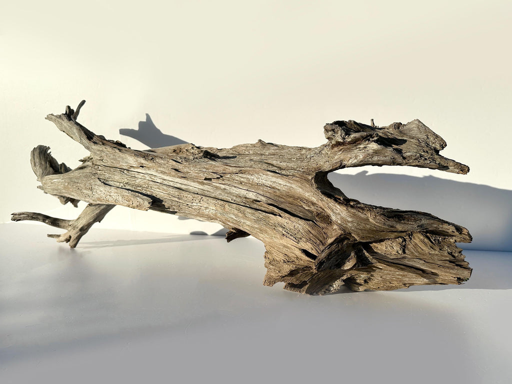 Extra Large Baltic Driftwood Stump — 118 cm Aquascape Hardscape