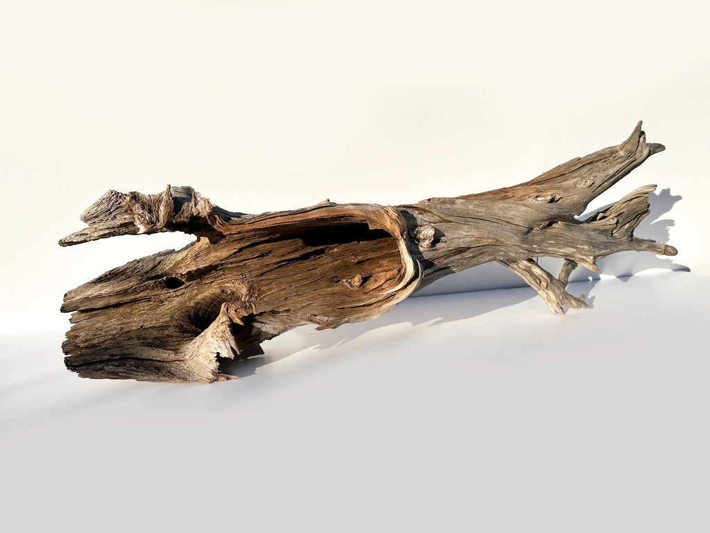 Extra Large Baltic Driftwood Stump — 118 cm Aquascape Hardscape