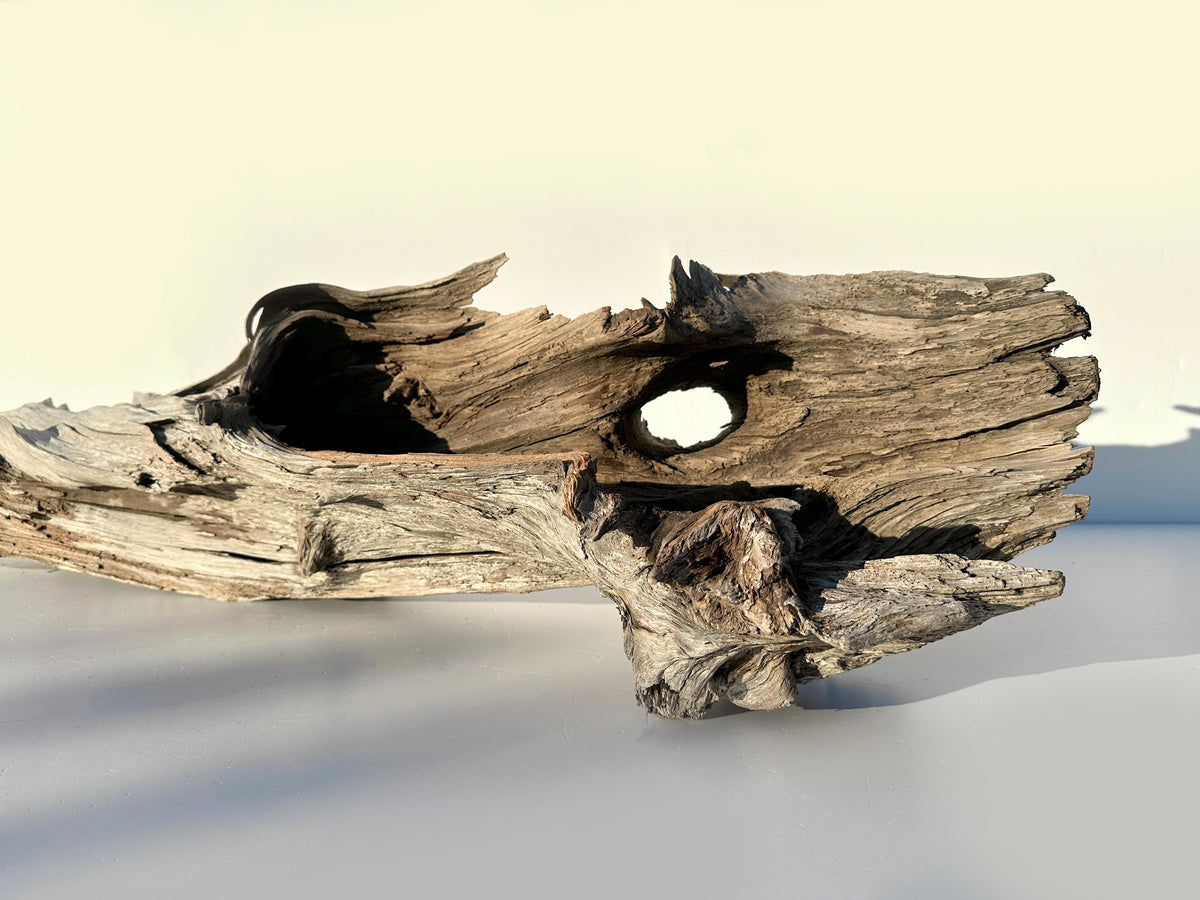 Extra Large Baltic Driftwood Stump — 118 cm Aquascape Hardscape