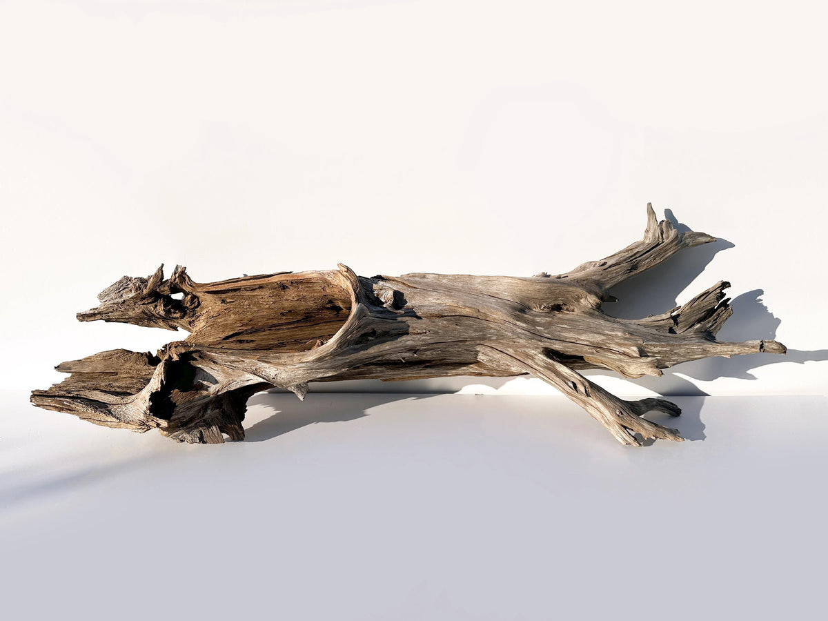 Extra Large Baltic Driftwood Stump — 118 cm Aquascape Hardscape