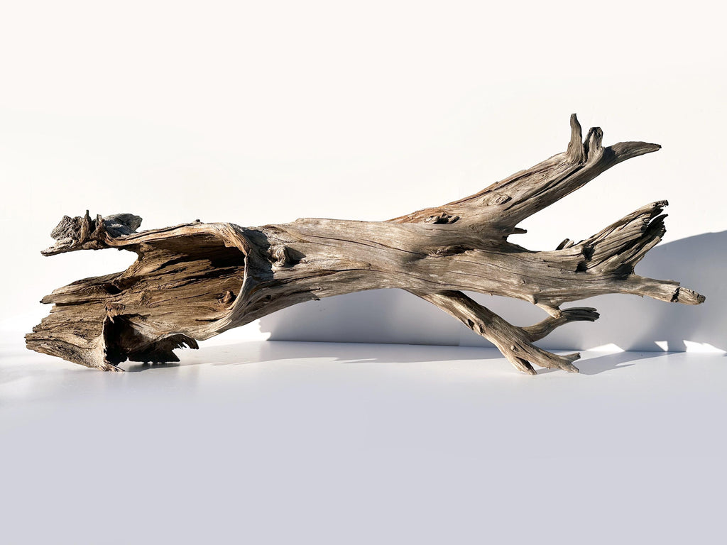 Extra Large Baltic Driftwood Stump — 118 cm Aquascape Hardscape