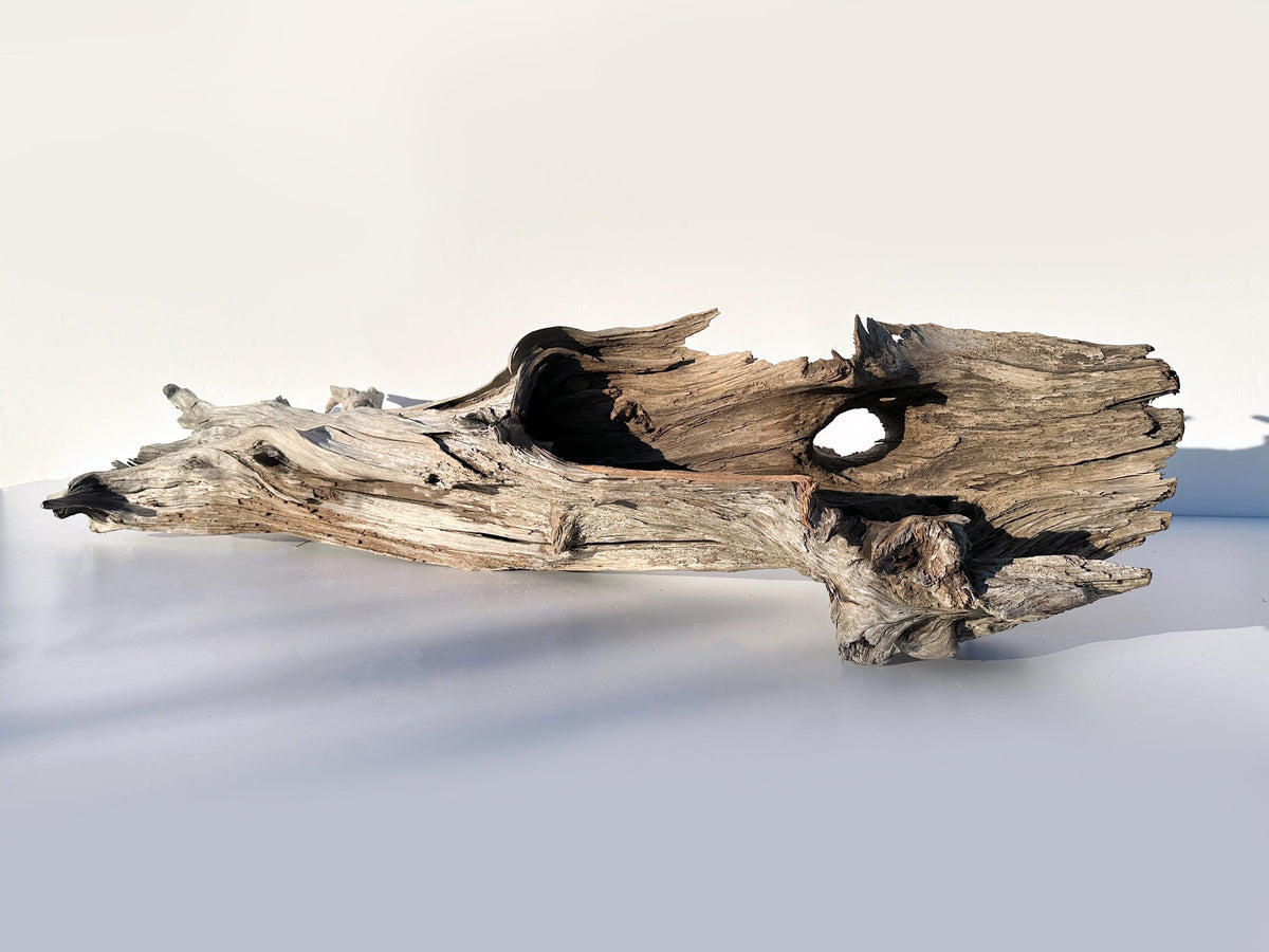 Extra Large Baltic Driftwood Stump — 118 cm Aquascape Hardscape