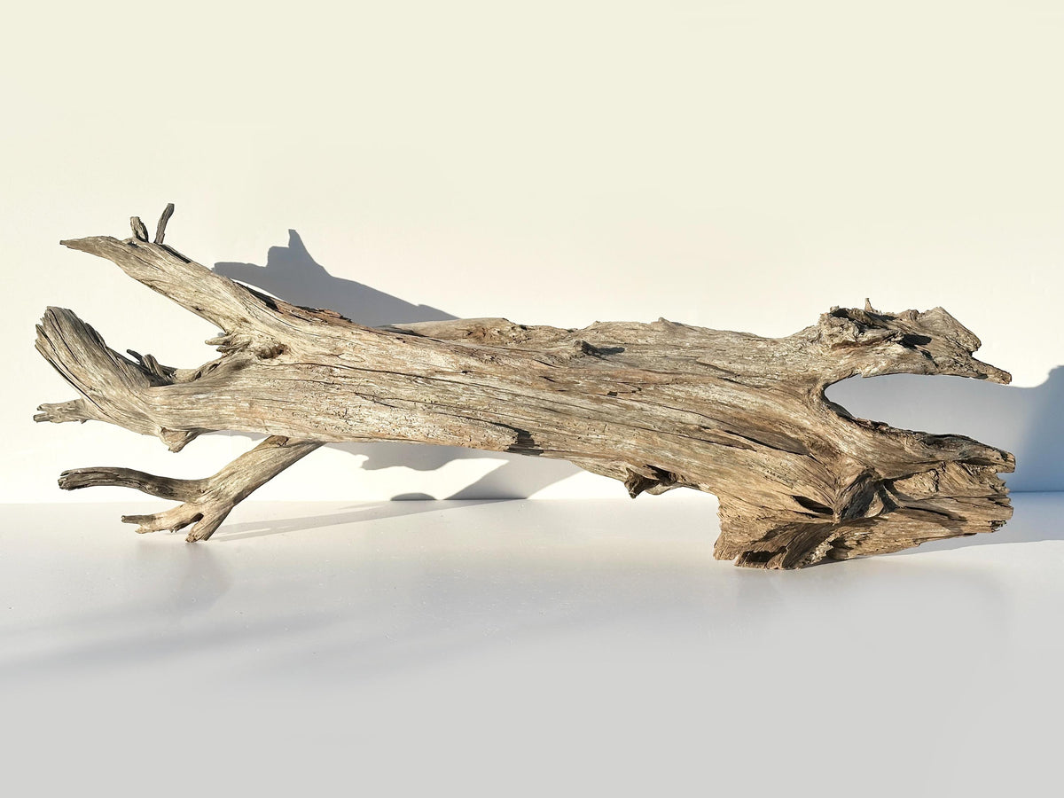 Extra Large Baltic Driftwood Stump — 118 cm Aquascape Hardscape