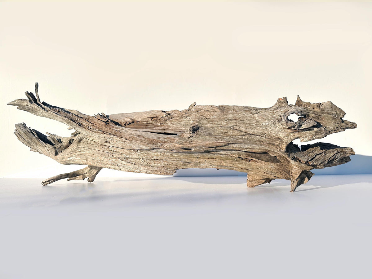 Extra Large Baltic Driftwood Stump — 118 cm Aquascape Hardscape