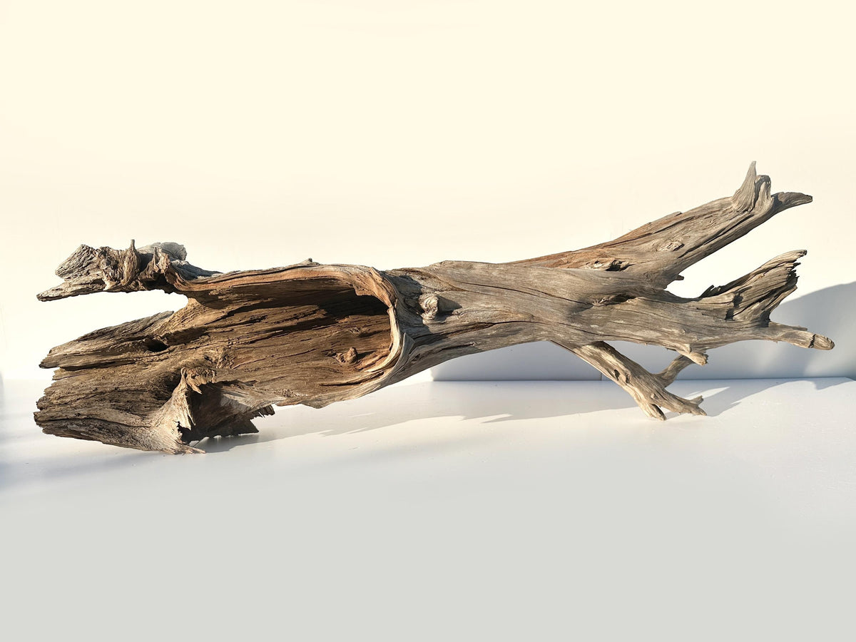 Extra Large Baltic Driftwood Stump — 118 cm Aquascape Hardscape