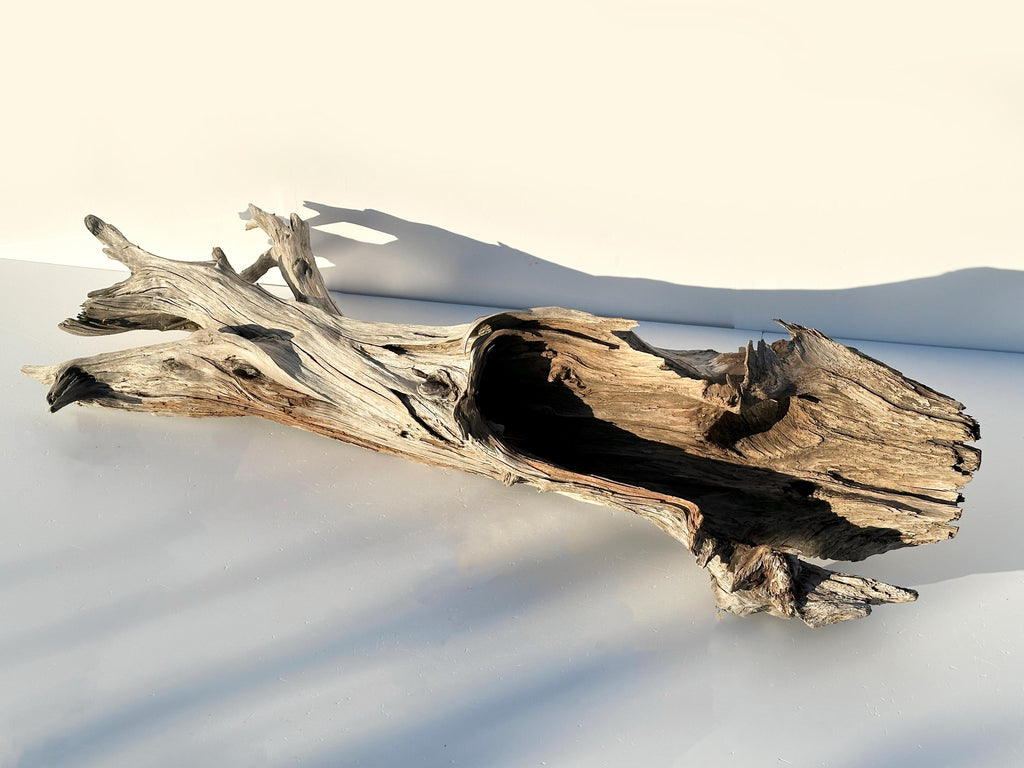 Extra Large Baltic Driftwood Stump — 118 cm Aquascape Hardscape