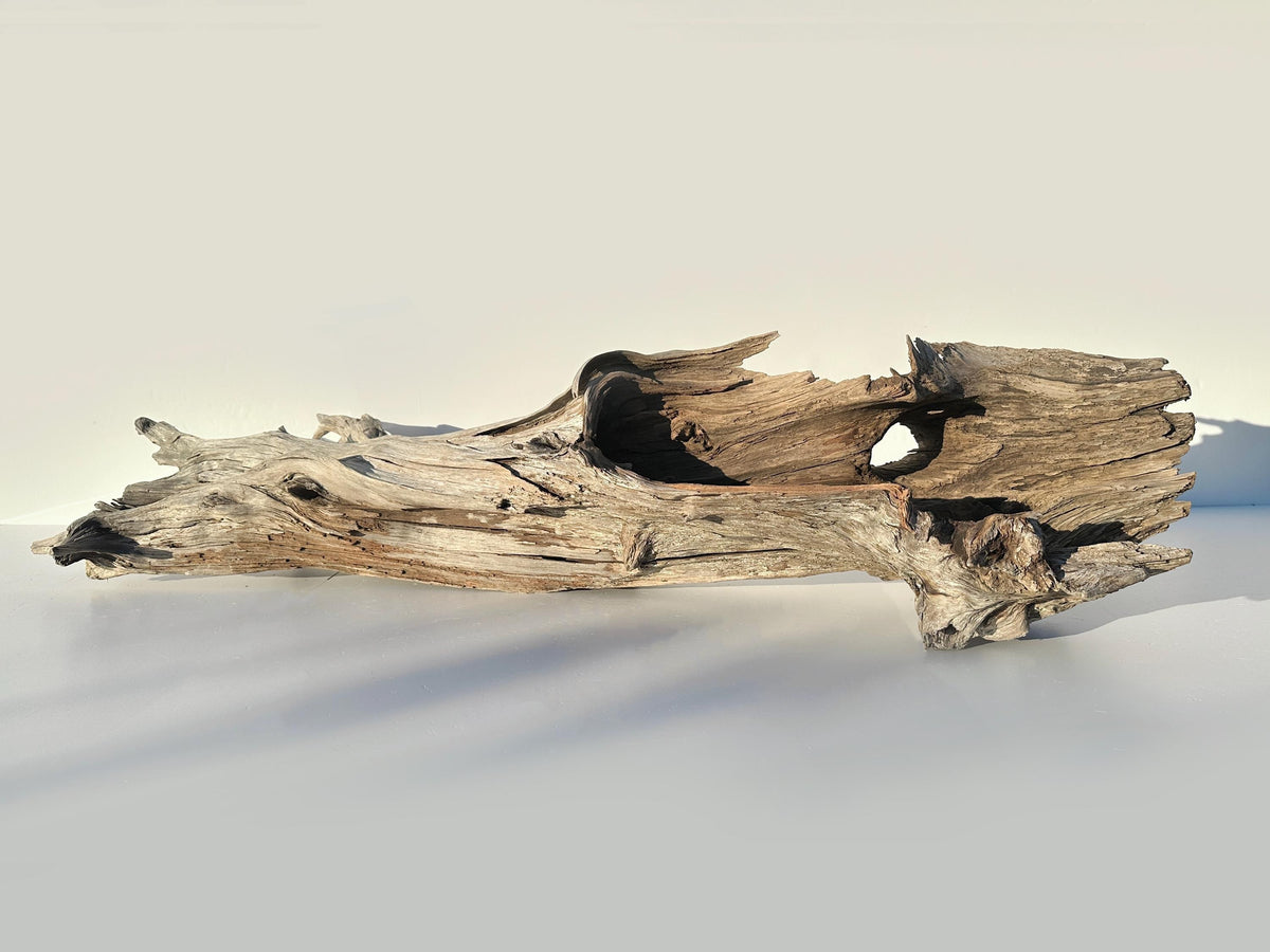 Extra Large Baltic Driftwood Stump — 118 cm Aquascape Hardscape